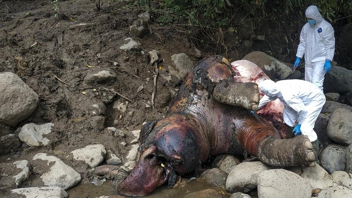 PEMBUNUH 5 EKOR GAJAH DI ACEH JAYA DIHUKUM 4,5 TAHUN PENJARA