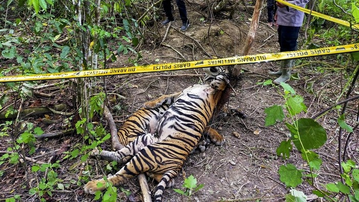 HAKIM TINGGI PT BANDA ACEH PERBERAT HUKUMAN TERDAKWA PEMBUNUH HARIMAU